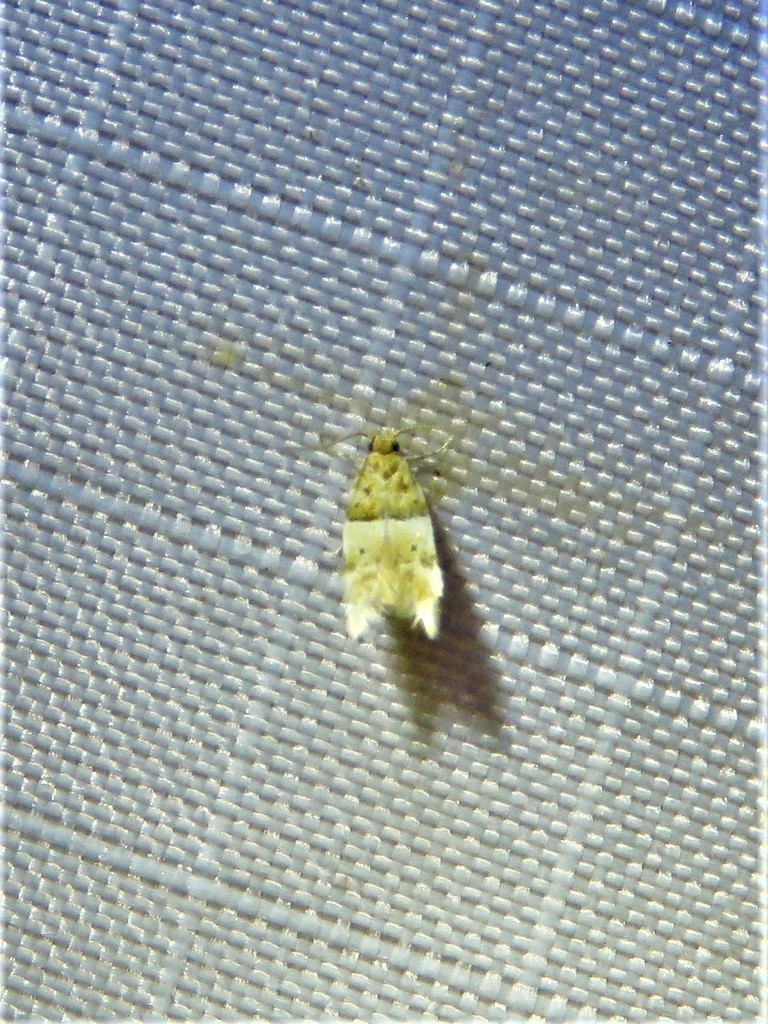 Constricted Twirler Moth
