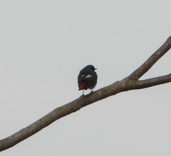 Phoenicurus ochruros