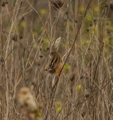 Cisticola juncidis