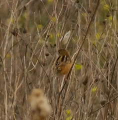 Cisticola juncidis