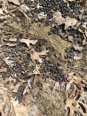 Odocoileus virginianus