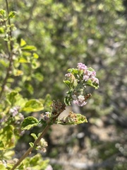 Lippia palmeri