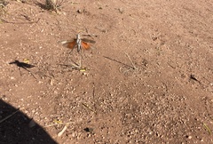 Arphia pseudonietana