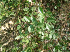 Prunus klokovii