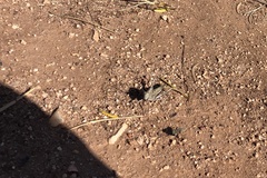 Arphia pseudonietana