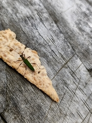 Calliprason sinclairi