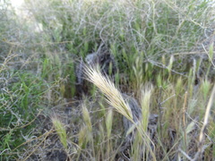 Bromus madritensis