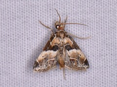 Neodavisia melusina