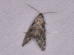 Abablemma bilineata