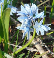 Puschkinia scilloides