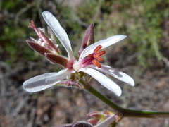Pelargonium carnosum carnosum