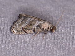 Abablemma bilineata