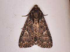 Condica albigera