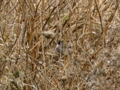 Curruca melanocephala