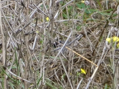 Curruca melanocephala