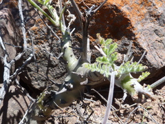 Pelargonium carnosum carnosum
