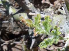 Pelargonium carnosum carnosum