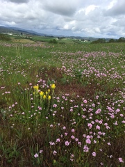 Castilleja levisecta