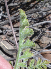 Pelargonium carnosum carnosum