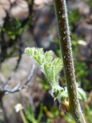Pelargonium carnosum carnosum