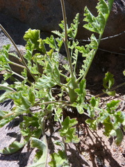 Pelargonium carnosum carnosum