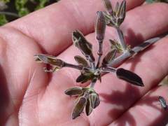 Pelargonium carnosum carnosum