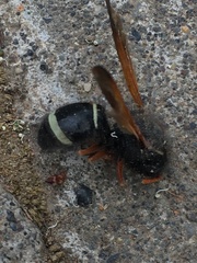 Hypodynerus vespiformis