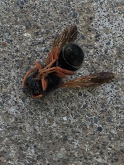 Hypodynerus vespiformis