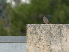 Phoenicurus ochruros