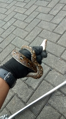 Malayopython reticulatus