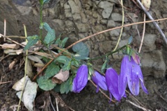 Campanula rapunculoides cordifolia