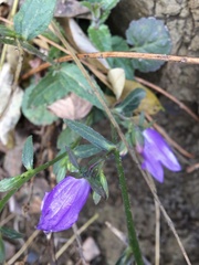 Campanula rapunculoides cordifolia