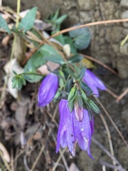 Campanula rapunculoides cordifolia