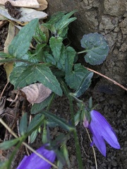 Campanula rapunculoides cordifolia