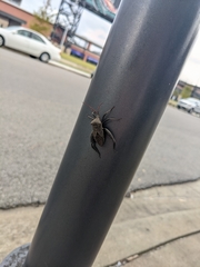 Acanthocephala femorata