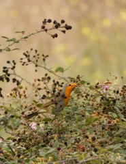Erithacus rubecula