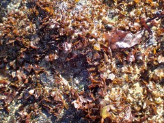Mazzaella affinis
