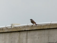 Phoenicurus ochruros