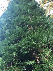 Cupressus × leylandii
