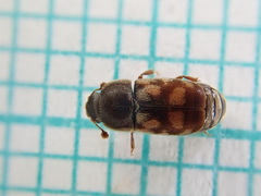 Nitidula carnaria