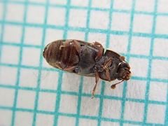 Nitidula carnaria