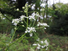 Anthriscus sylvestris