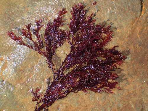 Farlowia conferta
