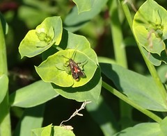 Eretmocera fuscipennis