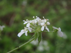 Anthriscus sylvestris