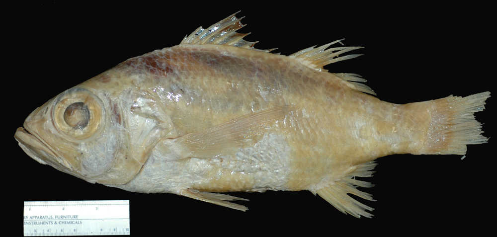 Black Verilus