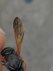 Hypodynerus vespiformis