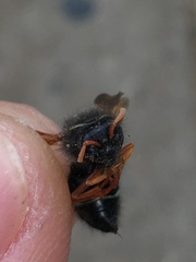 Hypodynerus vespiformis