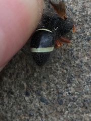 Hypodynerus vespiformis