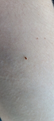 Coleoptera